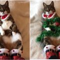 Socialiniuose tinkluose plinta naujas Kalėdų simbolis: mielas ir pūkuotas šventinis katinas