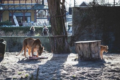 Liūtų šeimyna Kopenhagos zoologijos sode