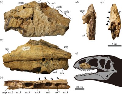 Ulughbegsaurus uzbekistanensis/Scanpix/Vida Press/Kohei Tanaka/Julius T. Csotonyi nuotr.