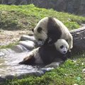 „Slaptas pandų gyvenimas“ (44 serija): šlapios imtynės ir prižiūrėtojo fiasko