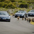Reveransas „Porsche“ ambasadoriams