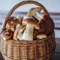 Прогноз: когда в Литве завершится фантастический грибной сезон