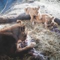 Žirafą viešai išdarinėjęs zoologijos sodas užmigdė visą liūtų šeimą