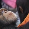 Šimpanzės jaunikliai apsilankė vaikiškų prekių parduotuvėje
