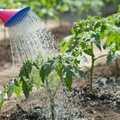 В Литве планируется ввести плату за полив огородов