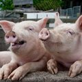 Kiaulių augintojai „Saerimner” turės gauti naują leidimą veiklai Kalvarijoje