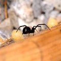 Nuodingi vorai įrodo klimato atšilimą