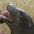 Delfinės pienas išgelbėjo Kalifornijos jūrų liūtukę Klaipėdoje
