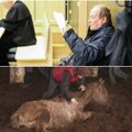 21 žemaituką numarinęs ūkininkas: veterinarai iš mano arklių padarė dešreles