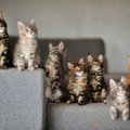 Meino meškėnai – katės, primenančios lūšis