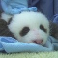 San Diege gyvenantis pandos jauniklis sparčiai auga