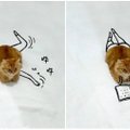 Linksmumo bomba : katinas tampa plaukiku arba greičio nebijančiu sportininku