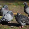 Taline už paukščių lesinimą galima sulaukti beveik 10 tūkst. eurų siekiančios baudos