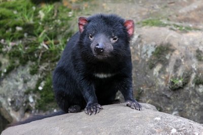 Tasmanijos velnias