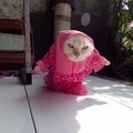 Indonezijos gyventojas siuva žaismingus kostiumus katėms