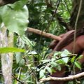 В джунглях Амазонии нашли жилище самого одинокого человека на Земле