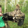 Lietuvoje pirmą kartą aptiktas nematytas erelis