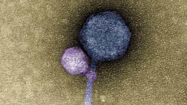 Mokslas paaiškino, kas vyksta organizme, kai vienu metu puola keli virusai: tarp patogenų vyksta arši kova