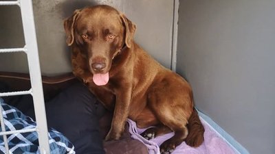  Prancūzijoje dingęs labradoro veislės šuo Bubu