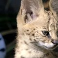 Plėšrūs kačiukai: San Diego zoologijos sode pristatyti servalo jaunikliai