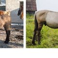Nuomonė. Dešimtys nuo mirties išgelbėtų arklių lengva ranka atiduodami į skerdyklą