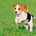 Kaip žinoti, ar išties esate pasirengę auginti šunį: veterinaras įvardijo ženklus, kurie padės apsispręsti