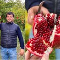 Ūkininkas iš Italijos parodė, kaip reikia valgyti granatą: iki šiol tai darėte neteisingai