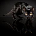 Bombėjaus katės: kur slypi šios veislės patrauklumo paslaptis?