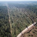 Miškų skandale aiškėja naujos detalės: darbo imasi STT