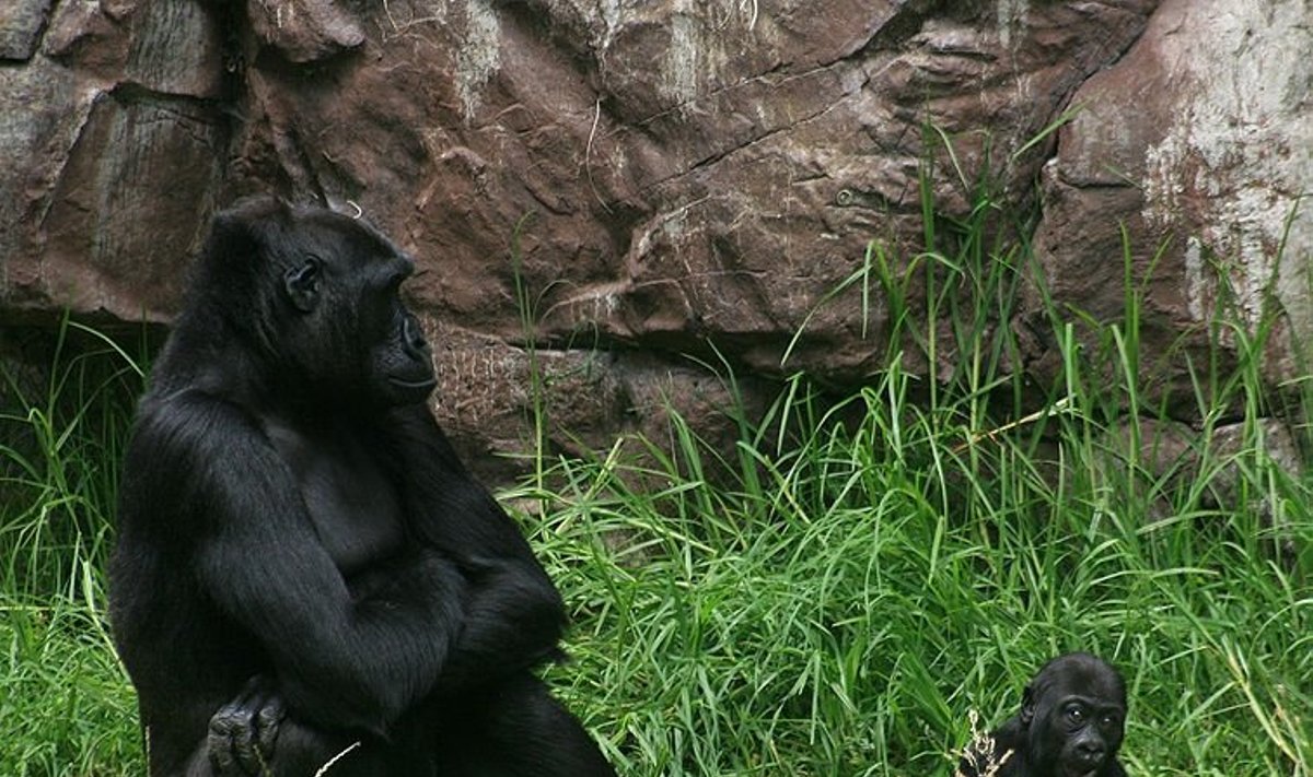 Gorilos priima protingus sprendimus žaidžiant azartinius žaidimus