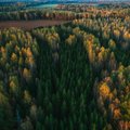 Miškininkai turi žinių manantiems, kad Lietuvoje mažėja miškų: statistika parodo tikrąją padėtį