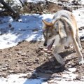 Meksikos vilkai grįžta į laukinės gamtos prieglobstį