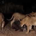 Dygliatriušis atsilaiko prieš liūtų gaują taikydamas neįprastą kovos taktiką