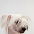 D.Britanijoje šunį sušukuoti į saloną nuvedusį lietuvė jį atsiėmė nuskustu kailiu