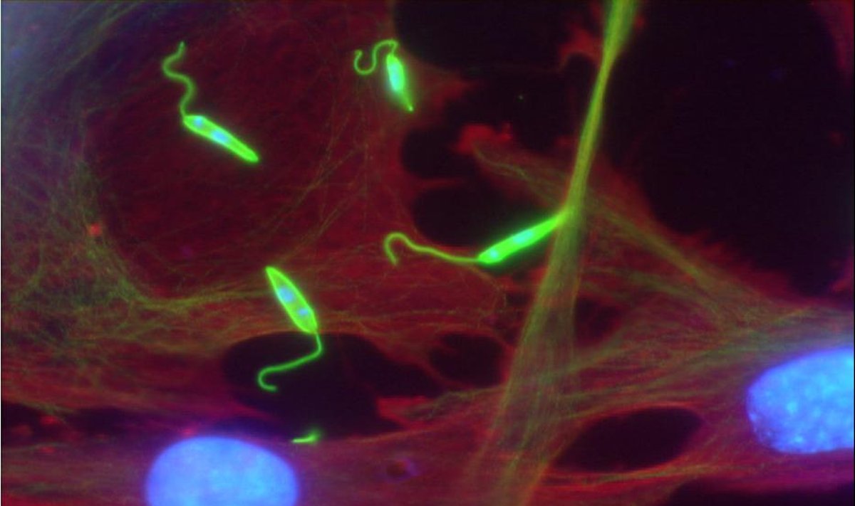 Leishmania major (žalia spalva) šeimininko ląstelėse (raudona spalva žymi citoplazmą, mėlyna – branduolius)