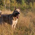 Šunų giminės medis: jame užkoduota ne tik kilmė, bet ir ligos