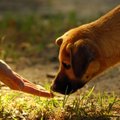 Žiaurus elgesys su gyvūnais: pakartas dar vienas šuo
