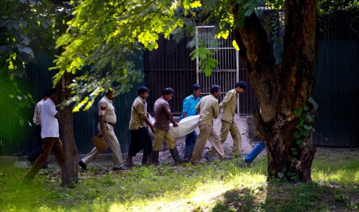 Indijos zoologijos sode  baltasis tigras sudraskė žmogų