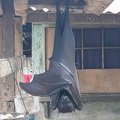 Internautų dėmesį sukaustė neva žmogaus dydžio šikšnosparnis: nuotrauka tikra, tačiau yra vienas „bet“