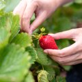 Didesnio inspektorių dėmesio sulauks sezonines daržoves, vaisius ir uogas siūlantys prekiautojai