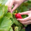 Kiek per vasarą galima užsidirbti užsienyje: skinti uogų į Skandinaviją lietuviai nebesiveržia