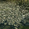Dėl kritiškai sumažėjusio vandens lygio Kachovkos rezervuare užtroško daugiau nei 9000 žuvų