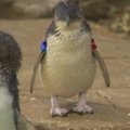 Į Australijos teminį parką sugrįžo pavogtas pingvinas