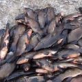 Šiaulių krašte iš brakonierių atimti trys maišai žuvų