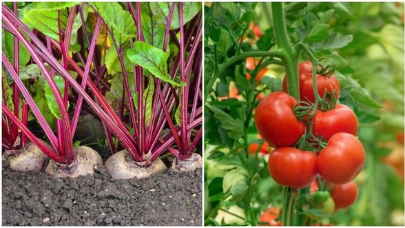 Ne visi daržininkai žino, kaip paprasti burokėliai gausina pomidorų derlių