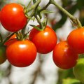 Sodininkės eksperimentas skiepijant pomidorus: gausesnis derlius ir galimybė mažiau laistyti