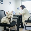 Lietuvos oro uostų biuras: kartu darbuojasi ir šunys
