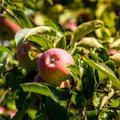 Augant paklausai, lietuviškų obuolių šiemet bus daugiau