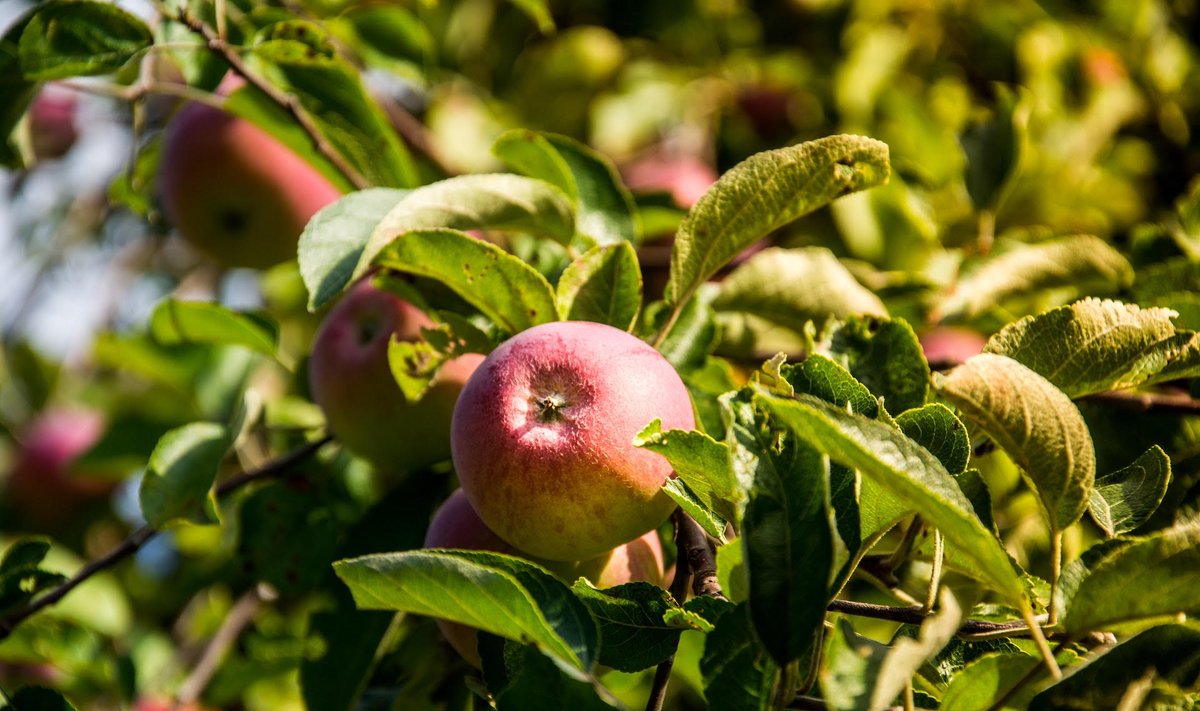 Augant paklausai, lietuviškų obuolių šiemet bus daugiau