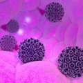 Virusas, kurio užsikrėtus gresia kelių rūšių vėžys: papasakojo, kaip plinta ir kaip apsisaugoti